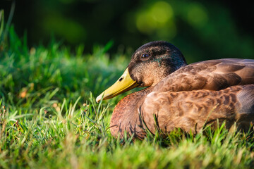 Portrait of a duck in the wild. Animals and birds. Mallards on the lake in the summertime. Photo during sunset.