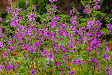 flowers of Corsica