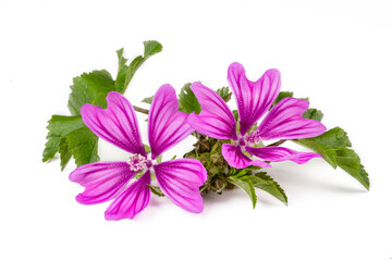 Mallow plant (Malva Vulgaris) flower isolated on white background © Esin Deniz