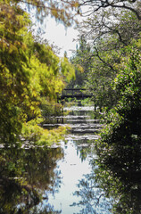 Fototapeta na wymiar bridge over a river in the forest
