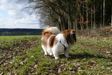 Kleiner Hund beim Spazierengehen am Waldrand - Tibet Spaniel, Leben auf dem Land