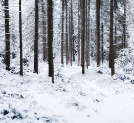 Panorama of a winter forest. Natural background. The forest under the snow. Snow storm. Fog in the winter forest. Picture for wallpaper..