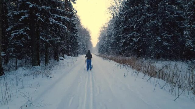 Woman Skiing Cross Country on a snowy trail among spruce trees in forest, snowing. 