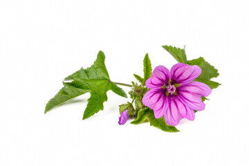 Mallow plant (Malva Vulgaris) flower isolated on white background © Esin Deniz