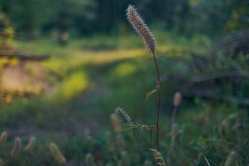 grass in the wind