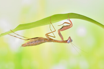 Prohierodula picta mantis macro on natural background
