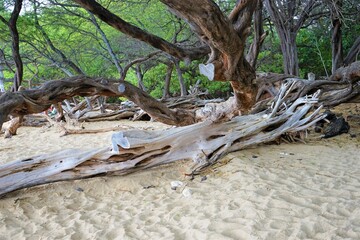Driftwood on Waialea Beach (Beach 69) in Island of Hawaii, Japan - 流木 ワイアレア ビーチ (ビーチ69) ハワイ島 アメリカ