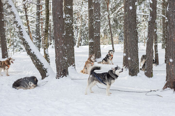 Husky dogs on tie out cable, waiting for sled dog race, winter background. Some adult pets before sport competition.