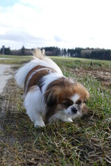 Kleiner Hund beim Spazierengehen am Waldrand - Tibet Spaniel, Leben auf dem Land