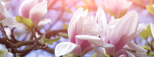 Banner white magnolia flower on a branch.