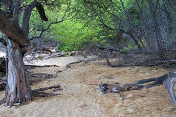 Driftwood on Waialea Beach (Beach 69) in Island of Hawaii, Japan - 流木 ワイアレア ビーチ (ビーチ69) ハワイ島 アメリカ