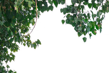 group of pattern green pho leaves on branch. Isolated on white background with copy space for text