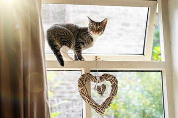Cute young inquisitive cat with beautiful big eyes  balancing and standing in open window with love...