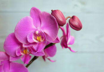 Bright pink blooming Phalaenopsis orchid on a blue background, macro photography. horizontal orientation, place for an inscription.