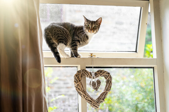 Cute young inquisitive cat with beautiful big eyes  balancing and standing in open window with love heart from inside sunny day climbing in house escaping looking at camera sneaking out in sunshine