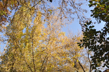 Obraz premium Trees in the autumn park against the sky