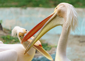 Great white pelicans (Pelecanus onocrotalus) having fun- intimate moment- after bat