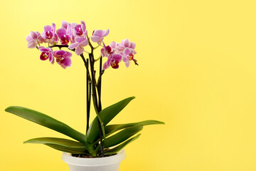 Pink orchid flowers on yellow background. orchid in flower pot .