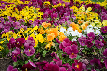 spring flowers in the garden, pansies