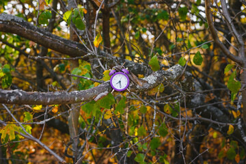 Clock Alarm Clock on The Branches of An Old Tree. Earth Hour.