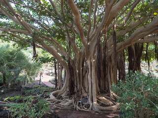 View of giant Ficus socotrana with vertical roots in botanical garden, Jardin Botanico Canario Viera y Clavijo, Tafira, Gran Canaria, Canary Islands, Spain
