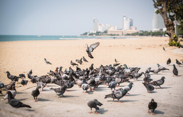 Pigeons crowd their food on the beach of Pattaya, Thailand