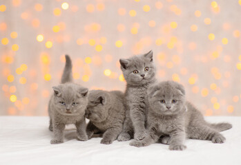 A group of gray fluffy kittens are sitting on the floor against the background of lights