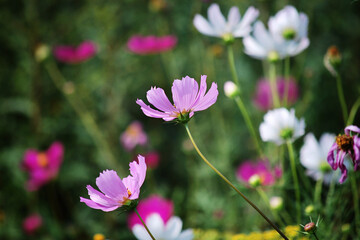 Pink and white flowers on a green background
