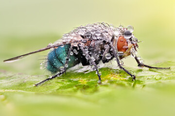 Extreme sharp and detailed macro portrait of fly with dew