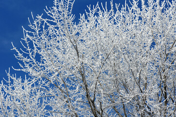 Maple trees covered in frost or snow