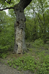 Fototapeta premium Skurriler Baum im Frankfurter Stadtwald