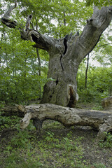 Fototapeta na wymiar Skurriler Baum im Frankfurter Stadtwald