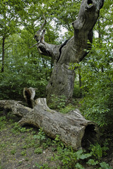 Skurriler Baum im Frankfurter Stadtwald