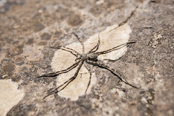 Araña Dolomedes tenebrosus posando sobre una roca cerca de un río