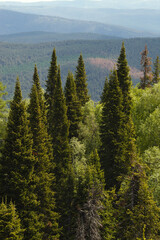 Pointed crowns of coniferous trees in the taiga forest, close-up.