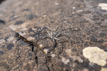 Araña Dolomedes tenebrosus posando sobre una roca cerca de un río