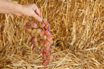 Bunch of ripe pink grapes in female hand.
