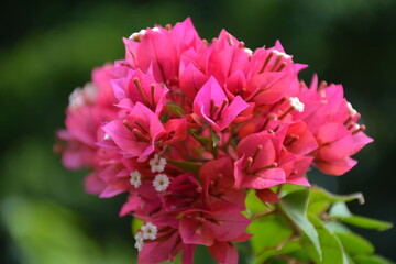 Closeup flower