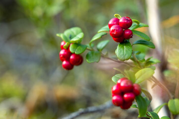 Bunch of lingonberries in autumn forest