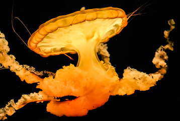 orange jellyfish © Hannah