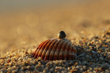 Sunrise and seashell on the beach