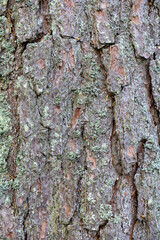Old brown pine closeup texture