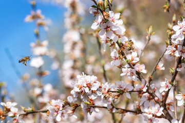 Bees collect pollen from cherry blossoms.