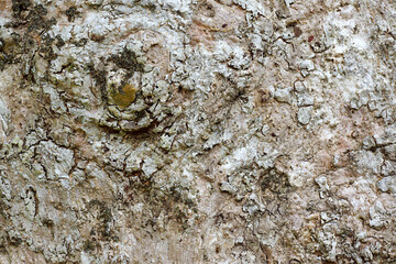 The skin of the tree bark near the buds