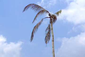 A withered coconut tree near death