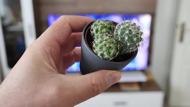 anti-radiation small cactus plant, cactus plant beside tv,