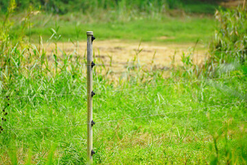 Electric fence prevents the elephants from leaving the area