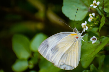 butterfly on a flower
