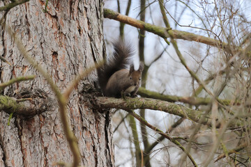 Squirrel stands on a branch