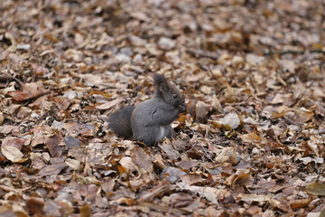 A squirrel stands on the ground holding a walnut with its paws